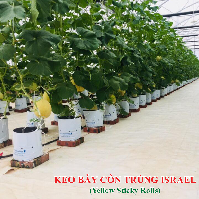 Bẫy Bọ Phấn Trắng gây hại dưa lưới đạt hiệu quả 90% và bẫy côn trùng khác bằng Cuộn Keo Dính Màu Vàng Israel (Combo 20 mét). Sticky Yellow Roll dùng trong ngành nông nghiệp sạch, hạn chế thuốc Bảo Vệ Thực Vật