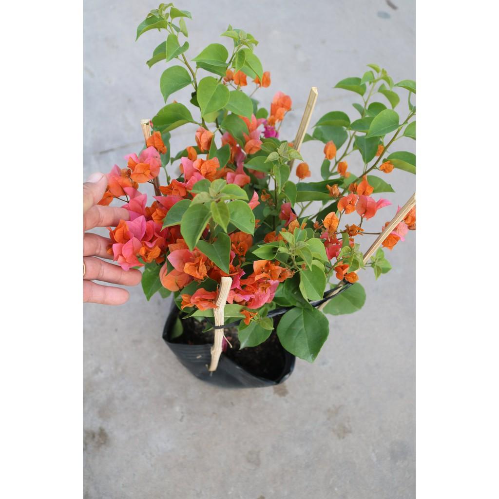 Cây hoa giấy màu cam