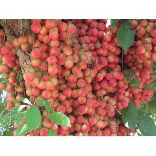 CÂY GIỐNG DÂU DA ĐẤT SIÊU QUẢ SIÊU NĂNG SUẤT- CAM KÊT GIỐNG CHUẨN F1 - CGDDDSQSNS