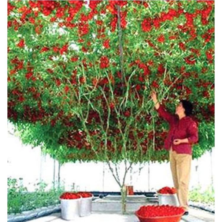 Bộ Hạt giống cà chua leo giàn