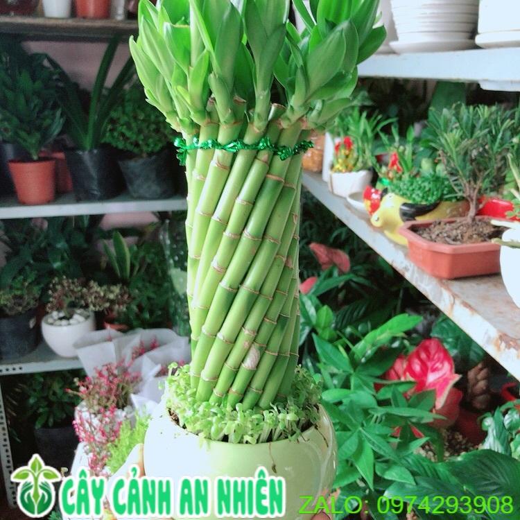 Chậu Trúc Phát Tài