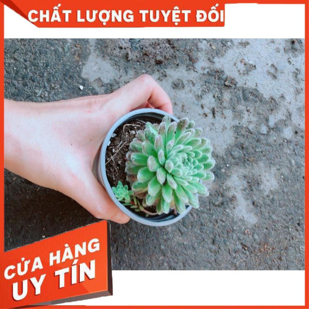 Chậu Phật Bà Nhím Xanh Nhiều Người Mua