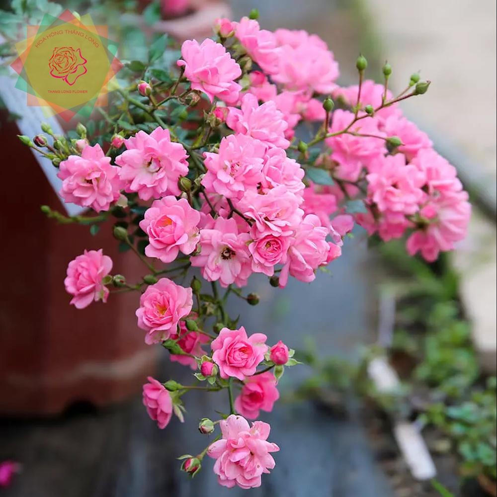Cây hoa hồng ngoại The Fairy bông chùm cực đẹp - Hoa hồng Thăng Long Flower