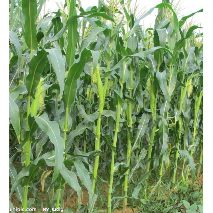 Hạt Giống Ngô Bao Tử - 1 gói 30 hạt