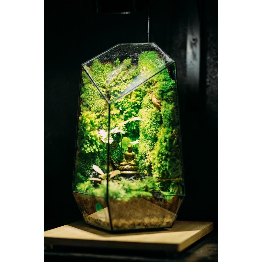 Dương xỉ lá bạc mini dùng set up bể terrarium-bán cạn