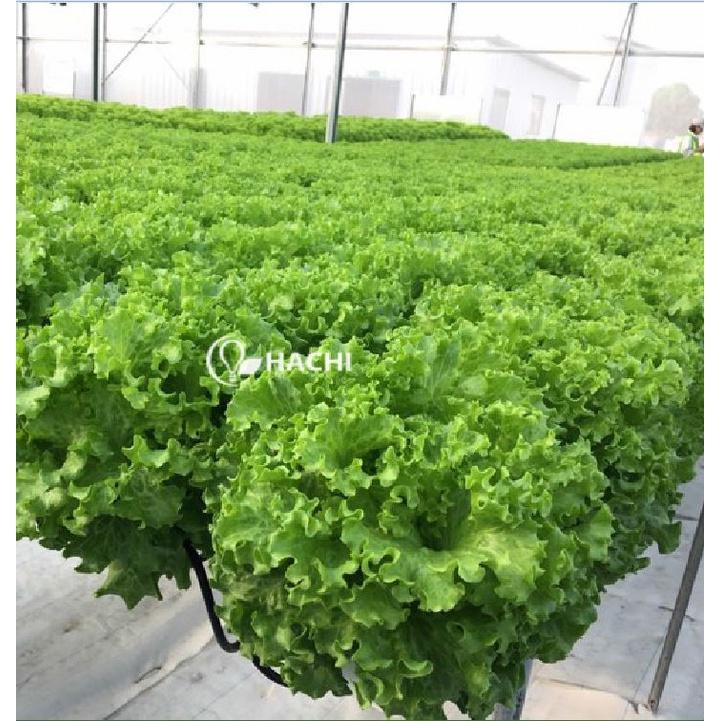Hạt Giống Xà lách xoăn xanh dể trồng f1- gói 0,5gram-tặng kèm gói phân bón lót