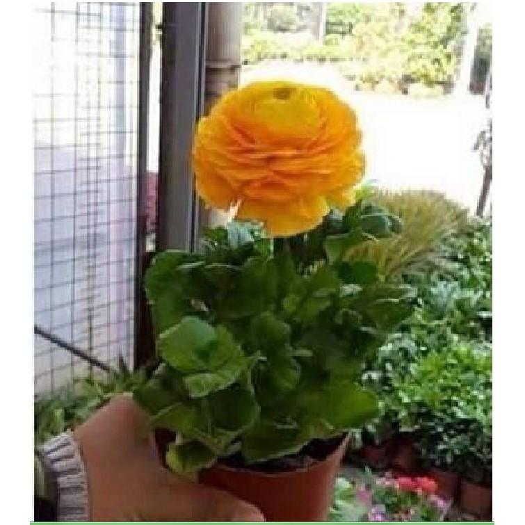 Củ hoa hoa hồng mao lương vàng đậm