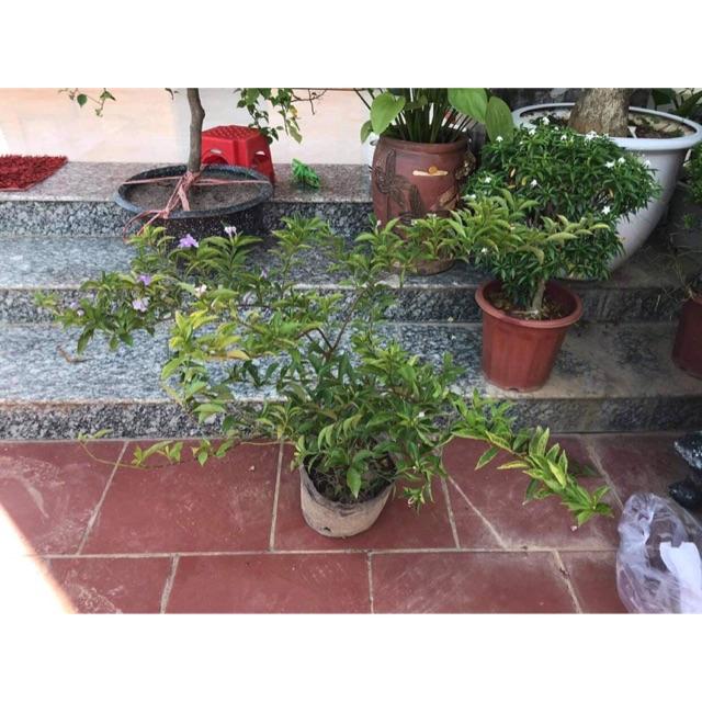 Cây giống hoa nhài nhật cây to