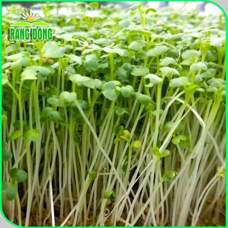 Hạt giống Rau Mầm Củ Cải Trắng Rado 01 (50g~3000 hạt) nảy mầm đồng đều, nhanh thu hoạch - Hạt giống Rạng Đông