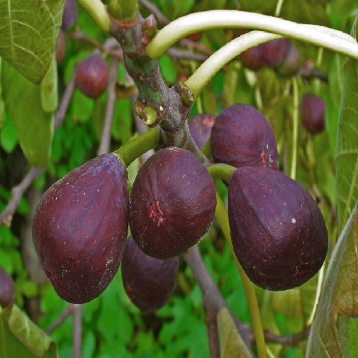 Cây giống sung mỹ - cây phong thủy