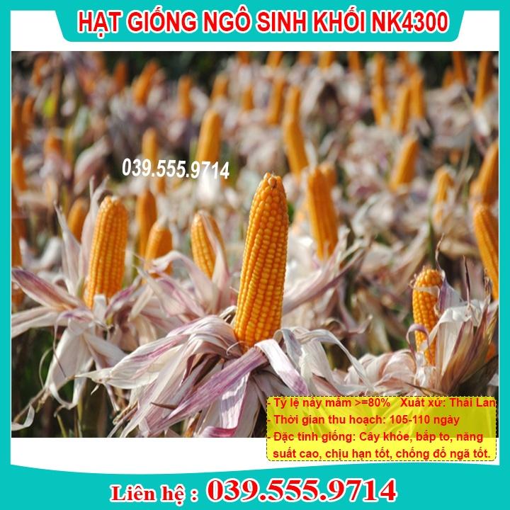 HẠT GIỐNG NGÔ SINH KHỐI NK4300 - NGÔ LAI ĐƠN F1 NĂNG SUẤT CAO