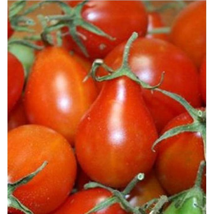 Hạt giống cà chua quả lê đỏ dể trồng f1- Gói 20 hạt-tặng kèm gói phân bón lót
