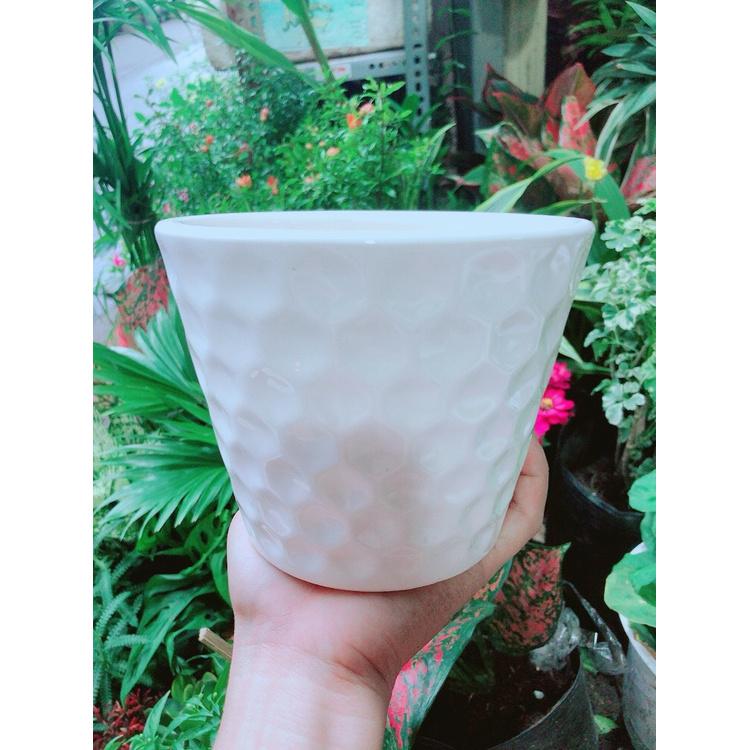 Combo 10 chậu sứ