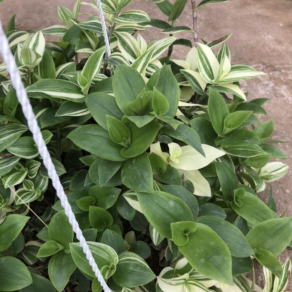 Cây thài lài cẩm thạch, Ngọn buông dài 20cm lá đốm bắt mắt sức sống mãnh liệt thích hợp treo ban công