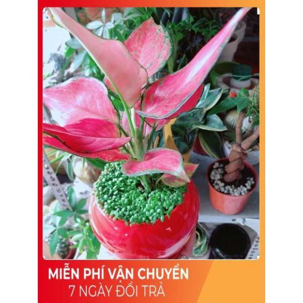 Chậu Vạn Lộc Đỏ