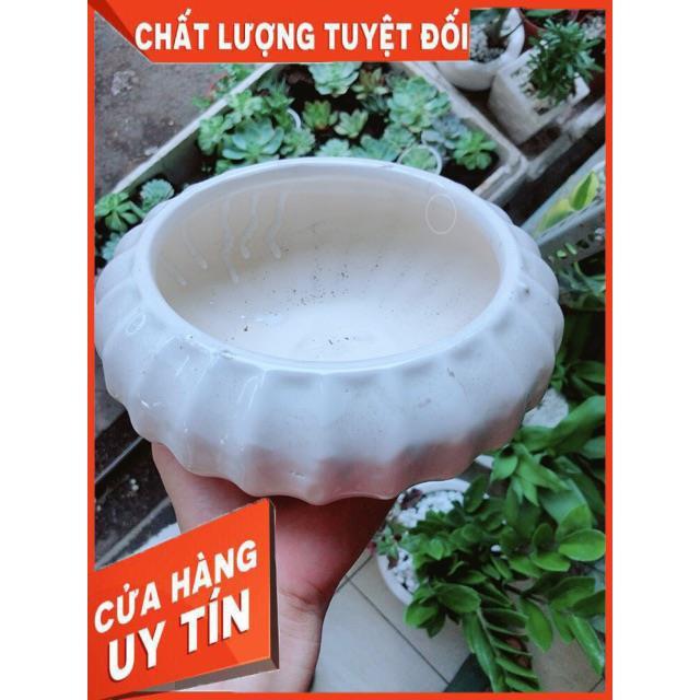 Chậu Trồng Cây