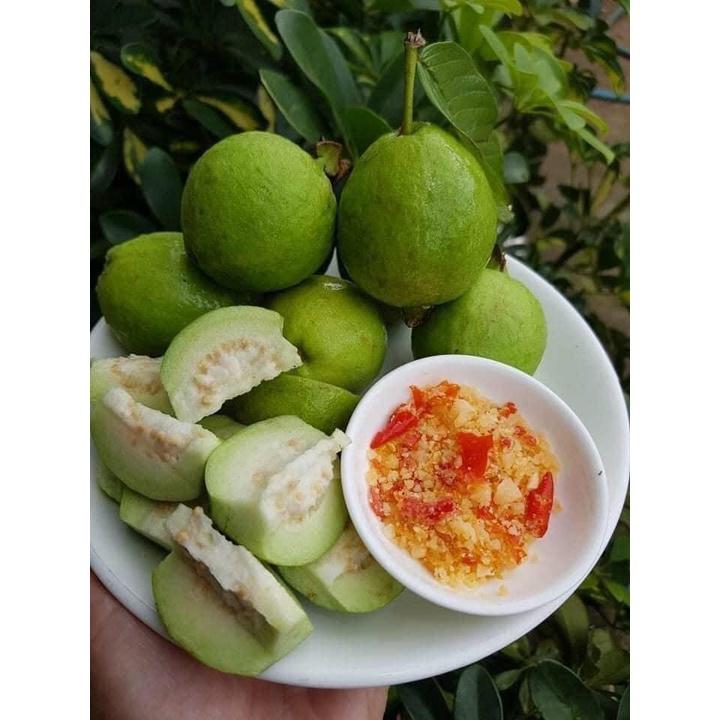 Ổi Găng Đông Dư, giá rẻ, dễ trồng, sai quả, ra quả quanh năm, quả ngâm r, chấm muối ớt hết nước chấm