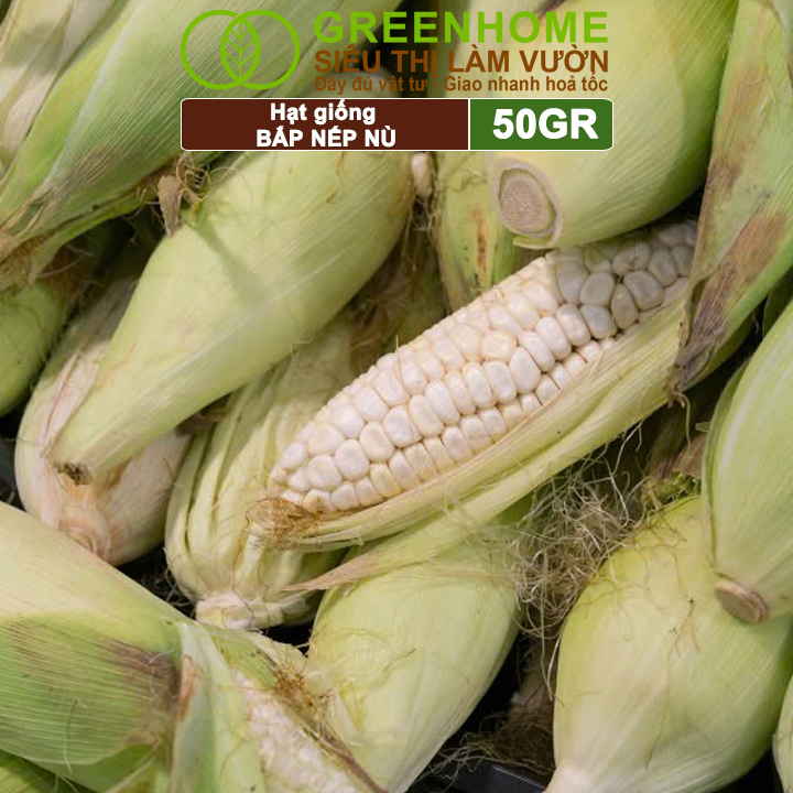 Hạt Giống Bắp Nếp Nù, Greenhome, Gói 50GR, Dễ Trồng Quanh Năm, Nảy Mầm Cao, T33