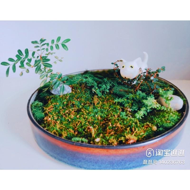 Bát cắm hoa bằng sứ ko kèm chông