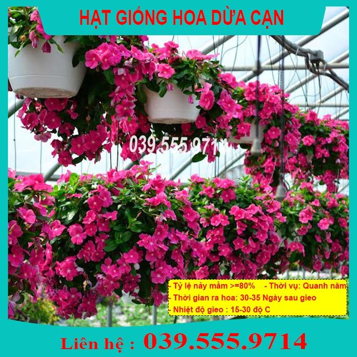 Hạt Giống Hoa Dừa Cạn Nhiều Màu - Hoa Trồng Chậu