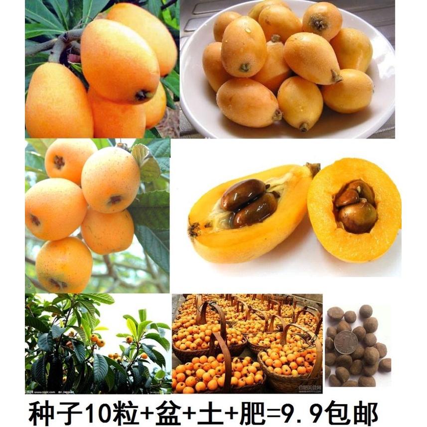 CÂY GIỐNG QUẢ TỲ BÀ nhật - cây giống nhập khẩu