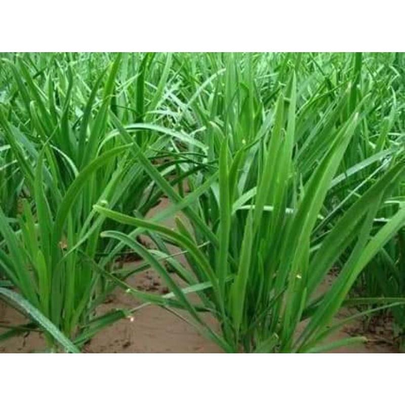 Hạt giống hẹ lá cao sản siêu năng suất Trang Nông 2g