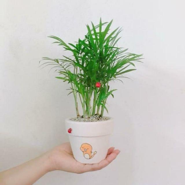 Cây Cau Tiểu Trâm