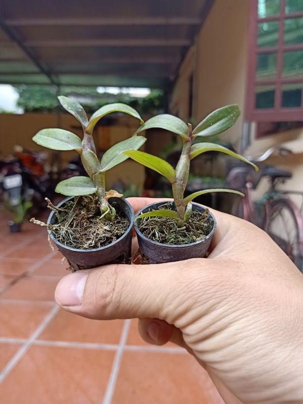 Combo 2 cây phong lan ám cổ văn giang cây giống cam kết chất lượng UY TÍN CHẤT LƯỢNG