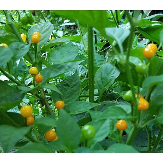 Hạt giống Ớt Peru Aji Charapita giống ớt mắc nhất thể giới CT58 - Gói 3 hạt