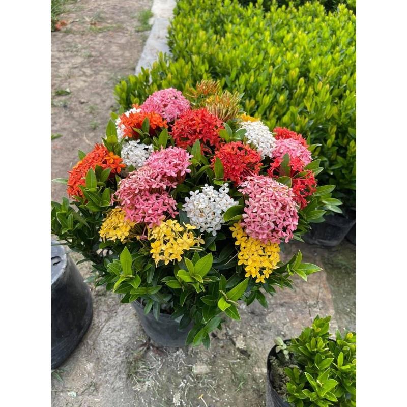 Hoa MẪU ĐƠN ĐỎ BỈ, Hoa to cực đẹp- gửi đi nguyên bầu cây lớn