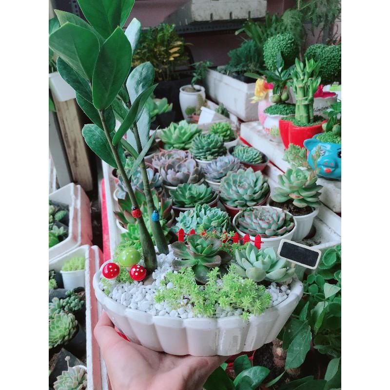 Chậu kim tiền mix Bán Chạy