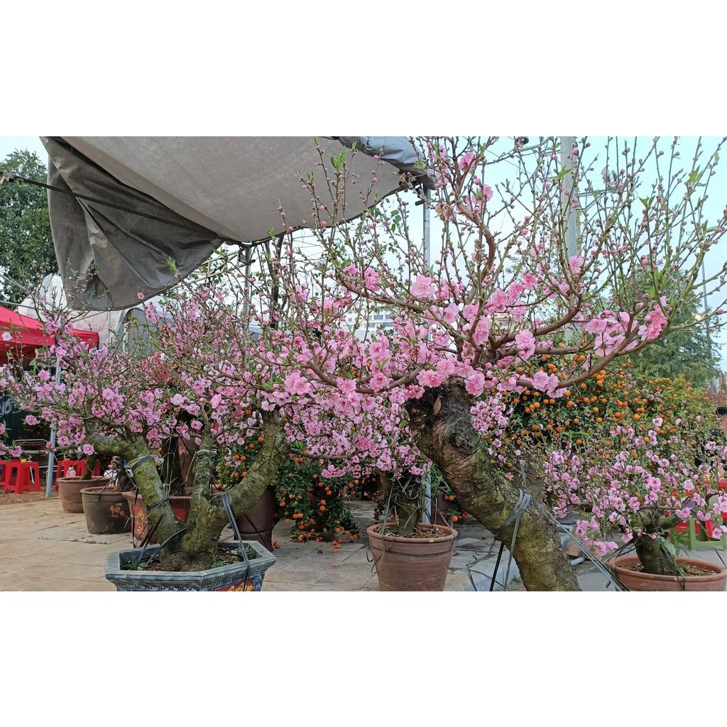 Cây đào mộc châu - cây giống
