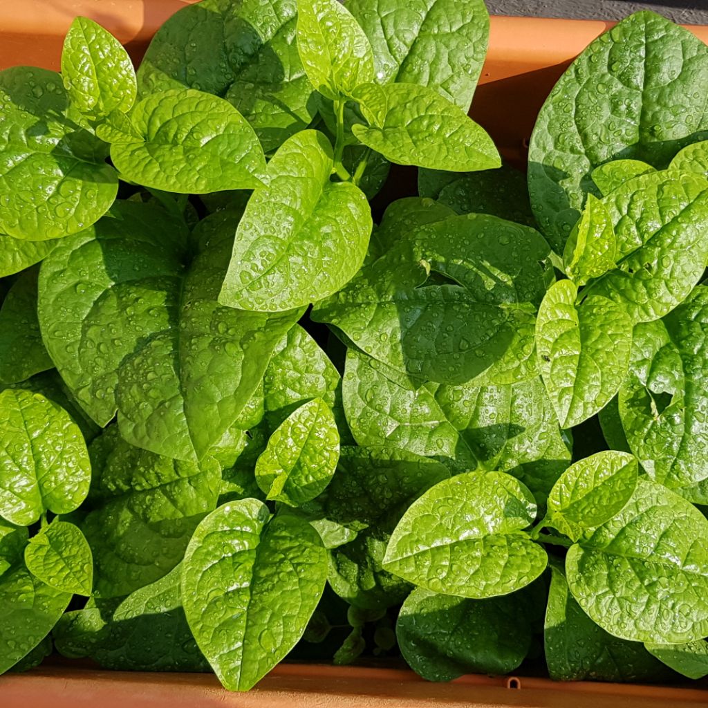50 gam hạt giống rau Mồng Tơi