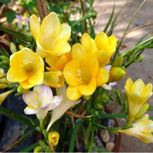 3 Củ giống hoa lan nam phi hoa màu vàng-củ tươi,có mầm sẵn,dể trồng