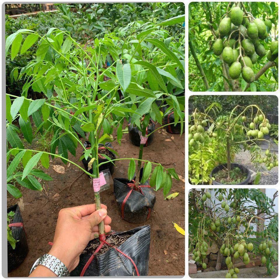 Cây giống Cóc Thái Siêu sớm bầu to. .