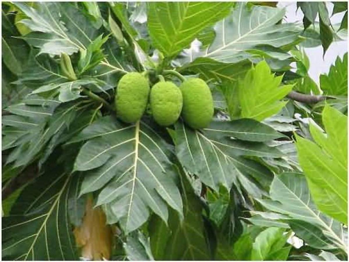 CÂY GIỐNG SA KÊ GHÉP.