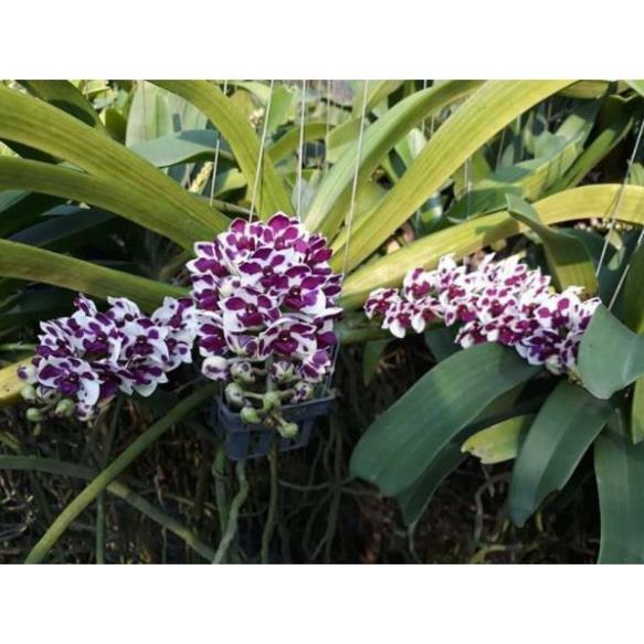 Chậu đai châu thái 4 cặp lá