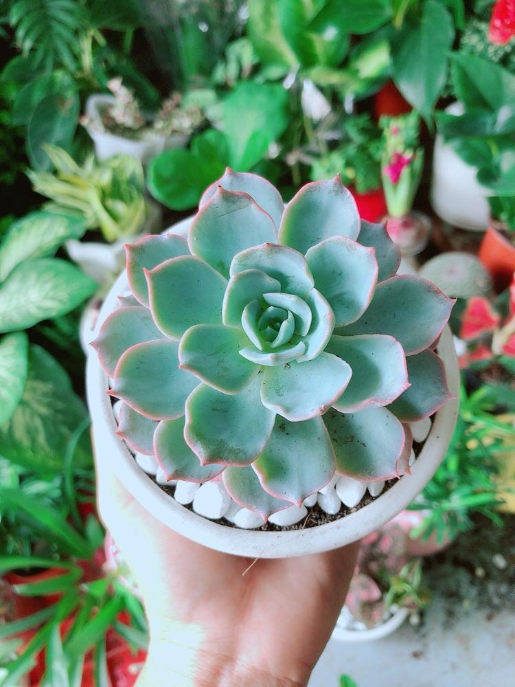 Chậu Sen Đá Hồng Phấn