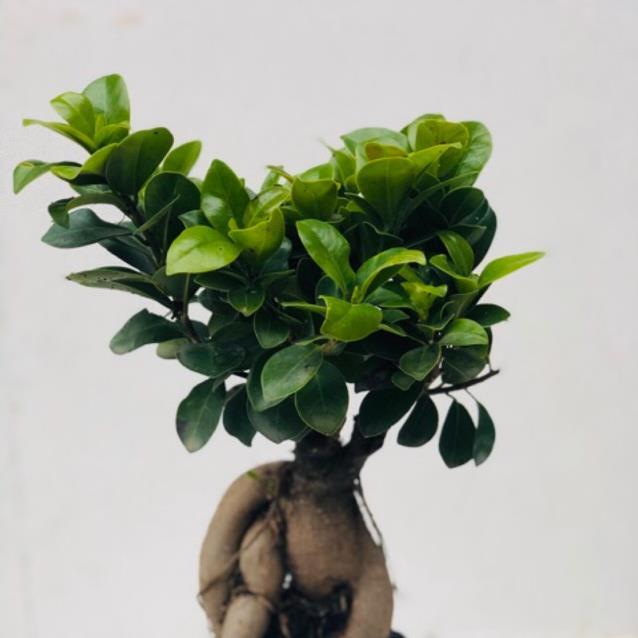Cây bonsai si nhật -Không giao dc 19 tỉnh Miền Nam