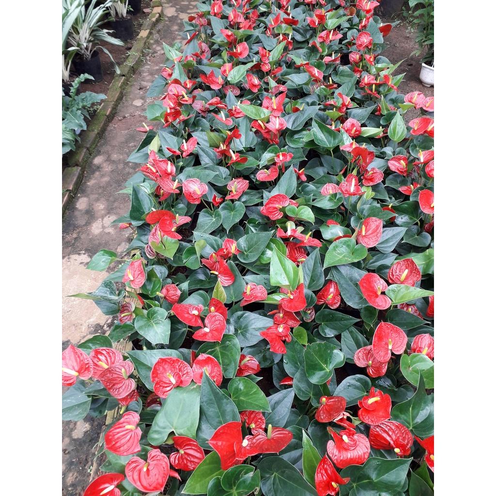 CÂY HỒNG MÔN *