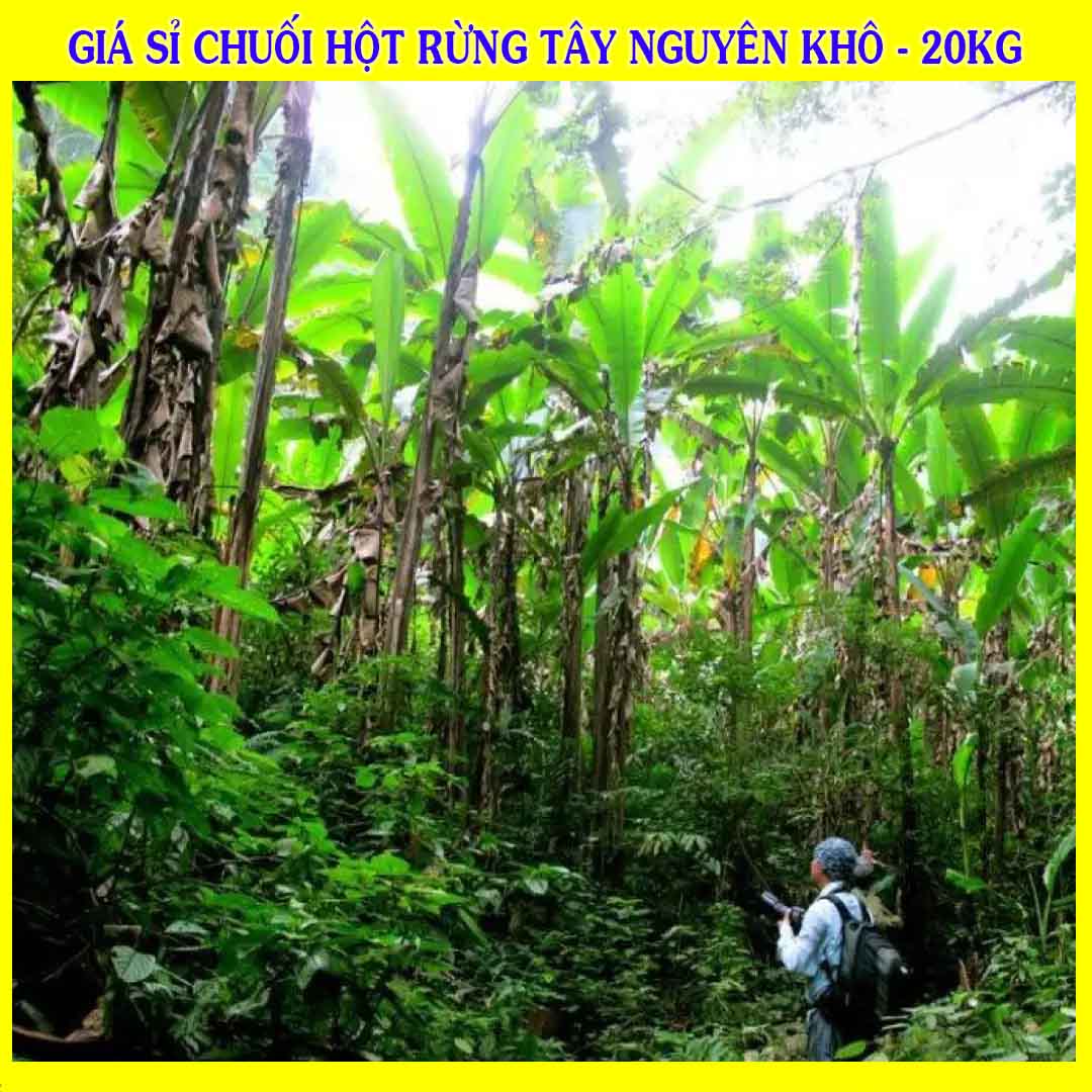 Cung cấp sỉ Chuối Hột Rừng Tây Nguyên khô giá bán 20kg