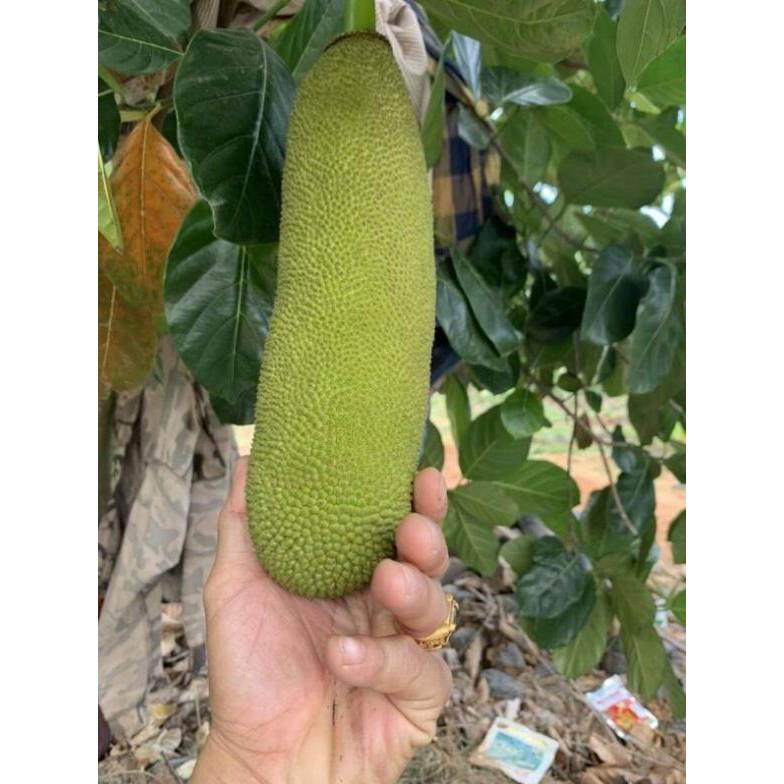 Giống mít quả dài