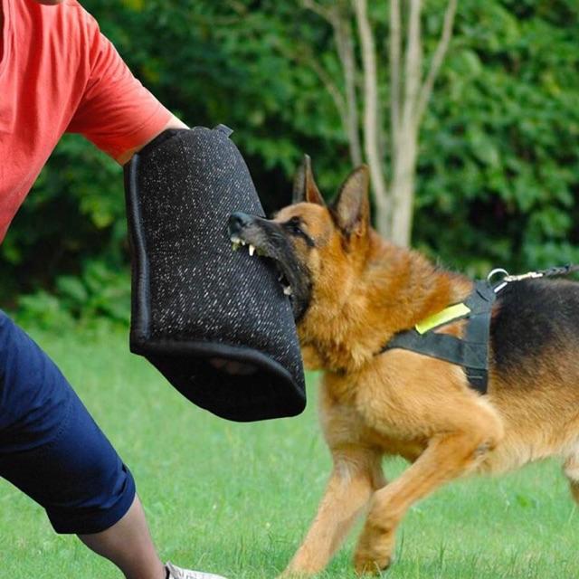 dụng cụ huấn luyện chó malinois , bao tay huấn luyện cho chó con