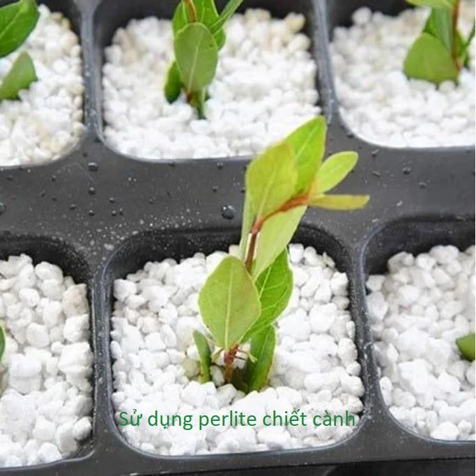 Đá Perlite - Đá Trân Châu Trồng Cây - Giá thể trồng cây siêu tốt
