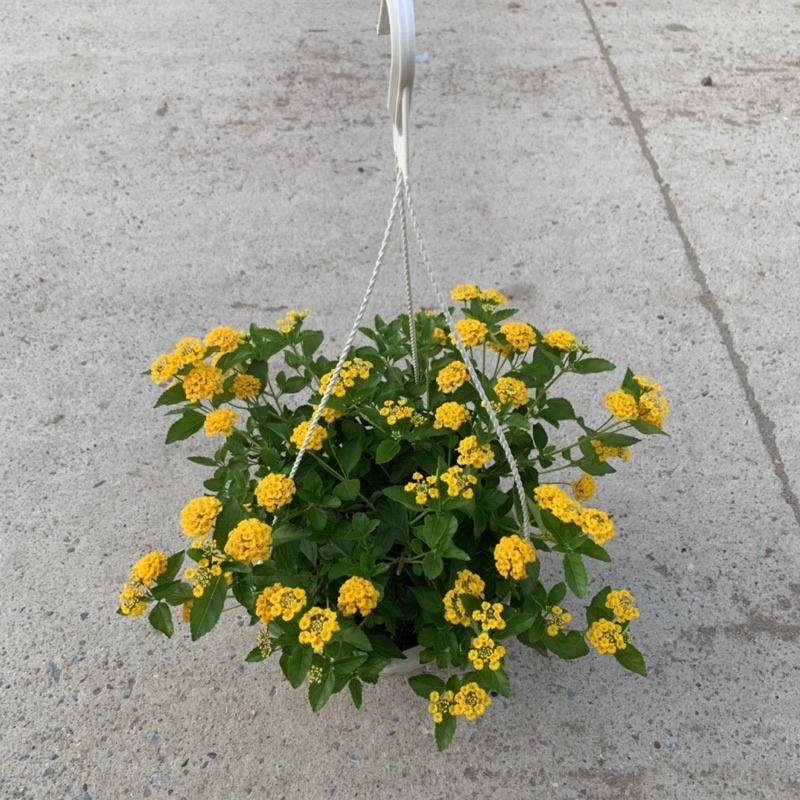 Chậu hoa ngũ sắc vàng rủ bán kính 25-30cm, cây hoa nở rực rỡ quanh năm, trồng treo ban công, sân vườn