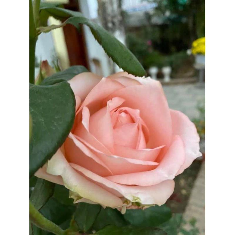 Hoa hồng Bách Hợp - hoa hồng cổ màu nude đến từ làng hoa Sa Đéc - bầu to, cây trưởng thành