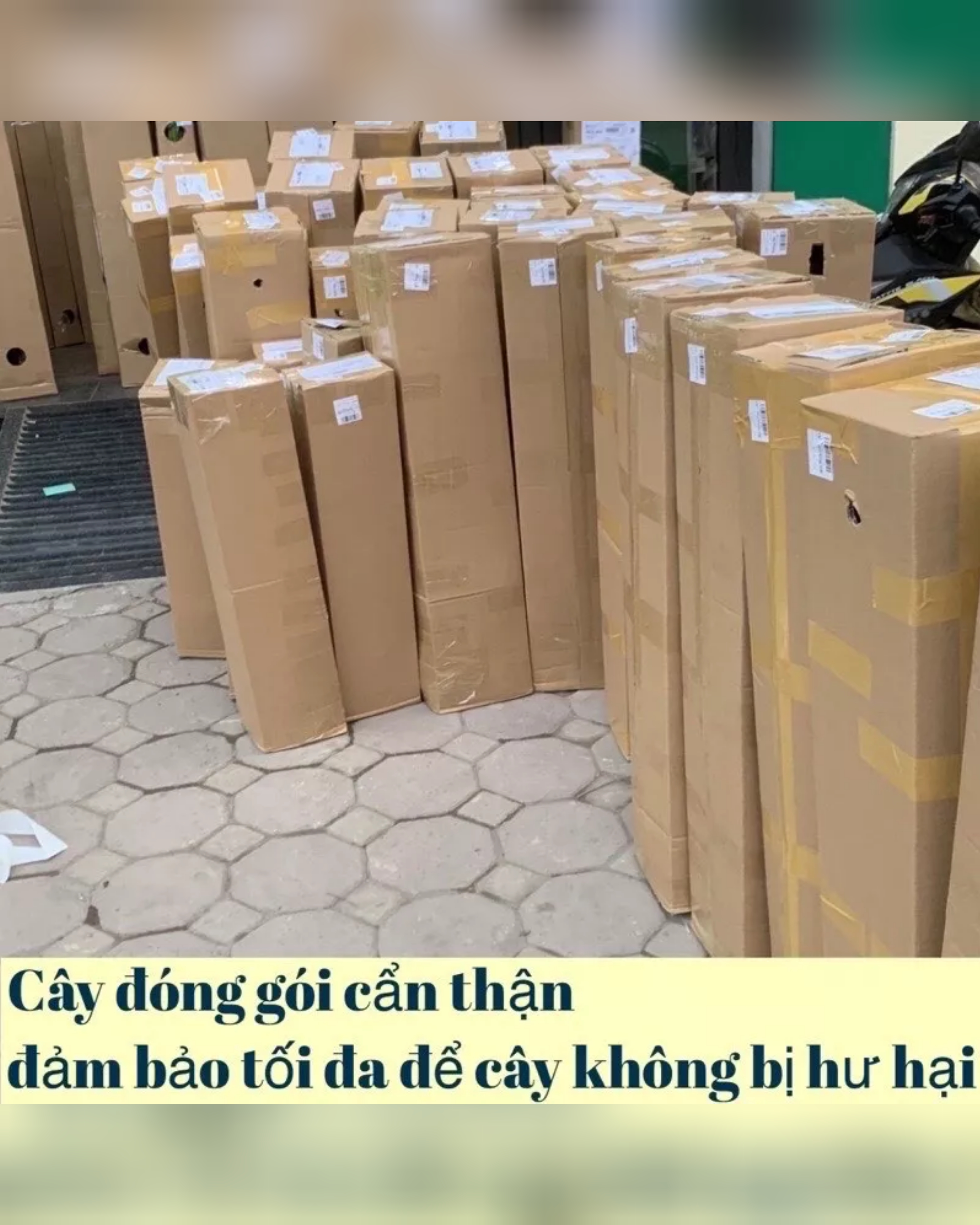 Cây giống na đỏ cao sản cây cao 40cm đến 50cm