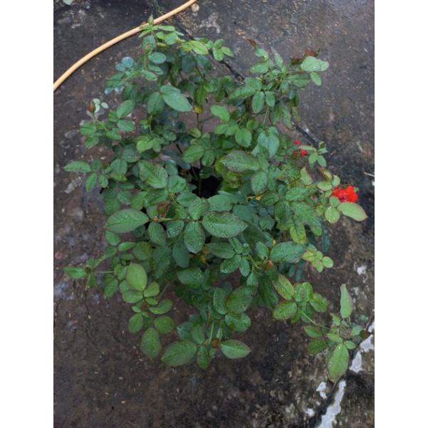 Hoa hồng tố nữ , hồng nội, hồng bụi, thân gỗ, nguyên bản