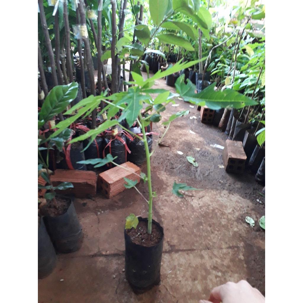 CÂY GIỐNG ĐU ĐỦ ruột đỏ LÙN TRỒNG CHẬU .