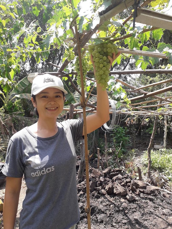 Cây Nho Ninh Thuận Cao 1M - Có Tài Liệu Trồng Đến Ra Trái